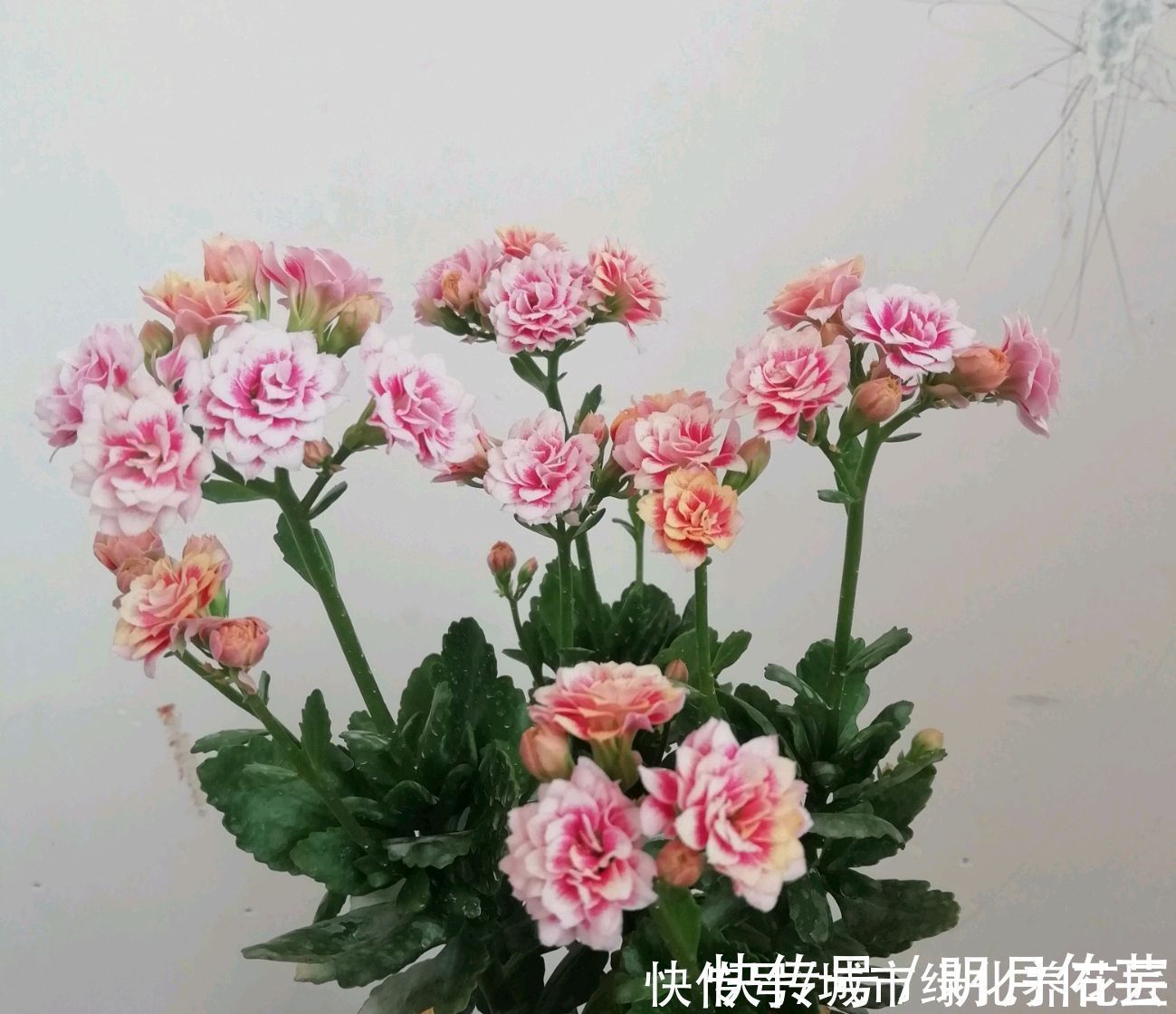 长寿花|长寿花打花苞20天了还开不出来怎么办？套个黑袋子，3天花满盆