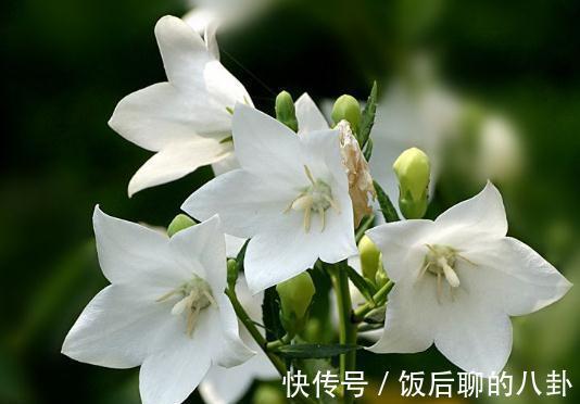 农历9月27日开始,养花养个耐看的,比香水还好闻,四季有花开