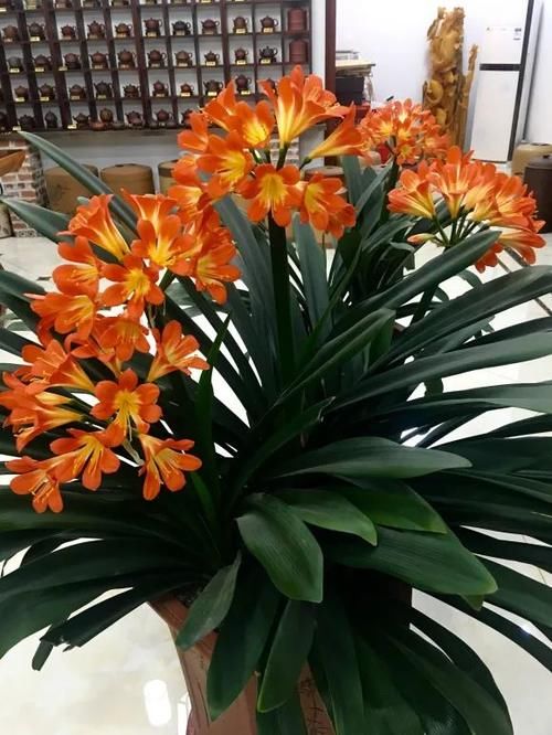 7种花冬天要“春化”，必须冻满1个月，不然落花落蕾不开花！