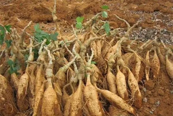  它是纯天然的“血管支架”, 每天坚持吃一点, 远离心血管疾病