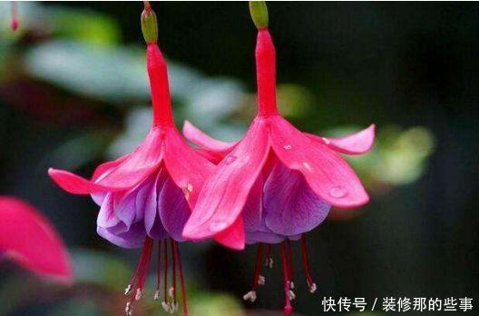 4种花颜值超高的,冬天开花很漂亮,满树都是花朵