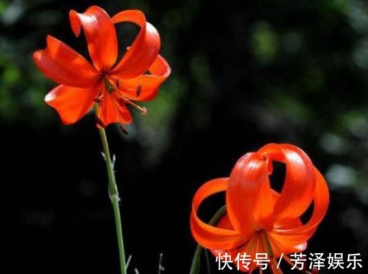 养百合,就养“山丹花”,颜色艳、花量大,半月不管,照样爆满盆