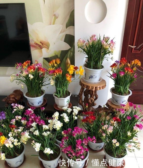 这花一开,“七彩仙女”下凡间,还能治蛇毒!绿萝吊兰“土掉渣”!