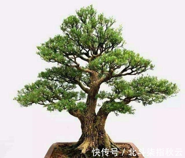 黄杨盆景为何珍贵?冬季养好黄杨该注意什么?