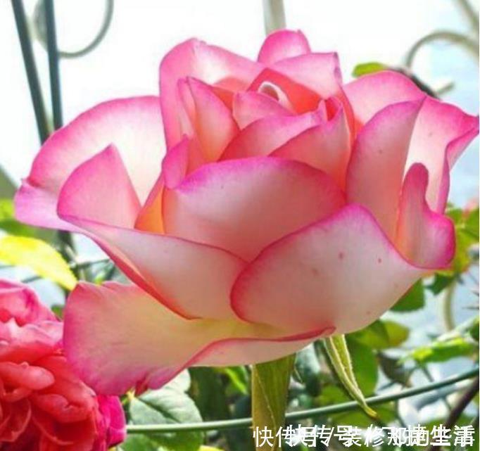 仙客来|3种高贵“女王花”,高贵迷人,雍容华贵,养护简单!