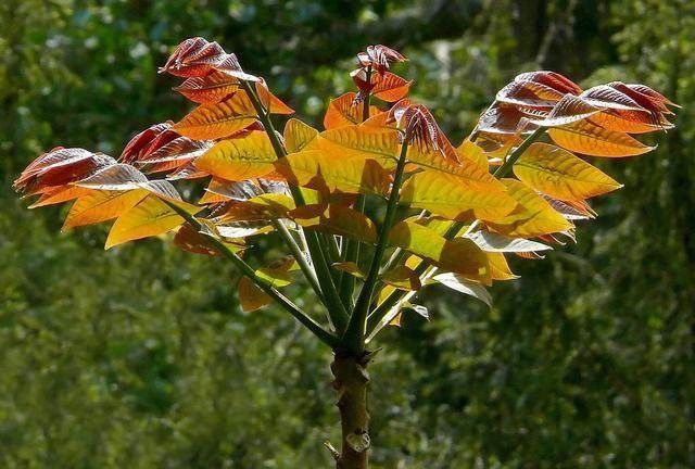 男子去农村摘“香椿”吃 ，导致浑身奇痒、化脓了