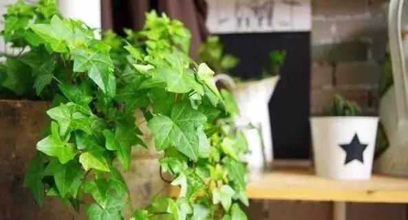 适合卫生间养的5种植物，耐阴还能去异味！