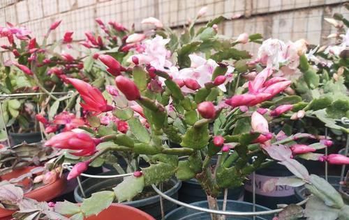  蟹爪|蟹爪兰叶片又干又瘪怎么办？教你几招，叶片快恢复，花色娇艳