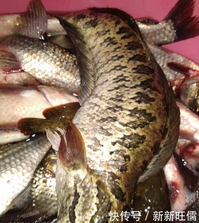 雷强|夏季黑鱼多且好钓，手竿以及传统钓攻略分享，看到就跑不掉