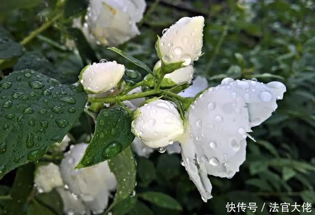 修剪|夏天这样养茉莉，不黄叶，花开一茬接一茬