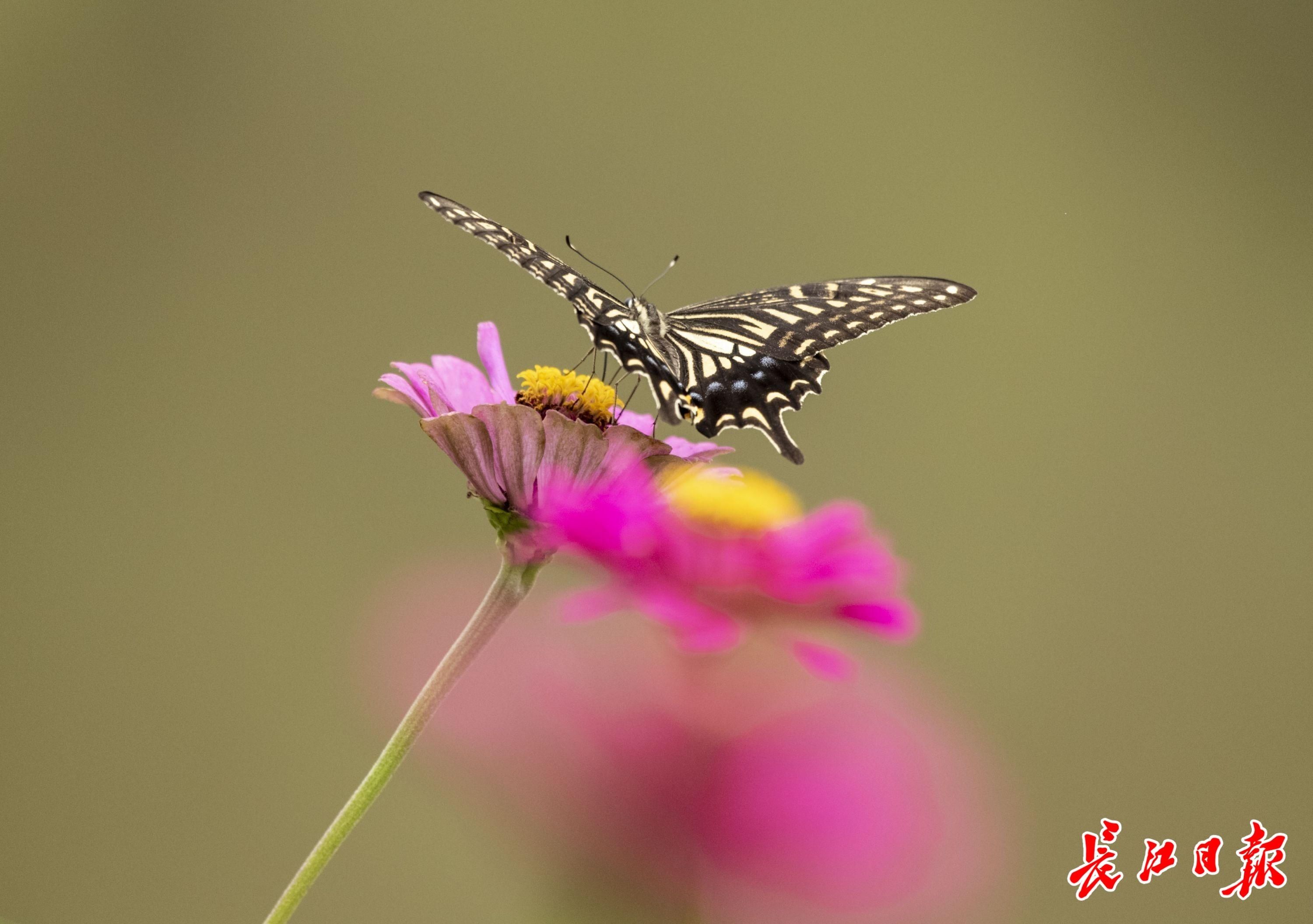 武汉|雨水停歇，彩蝶纷飞｜行摄武汉