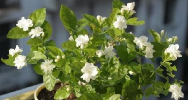夏养茉莉花，记住“3个”要领，叶绿花多，一开就三个月