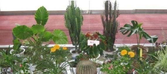 用生根水、淘米水养花,都赢不了这种“万能水”,养啥旺啥