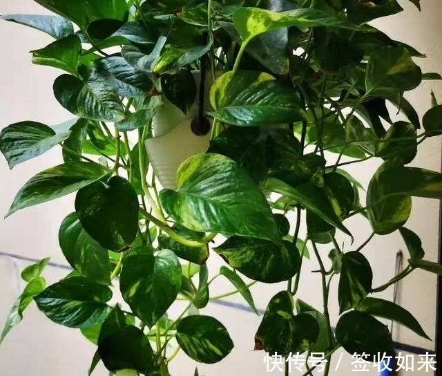 发黄|20种花卉的20个常见问题,养花人必看