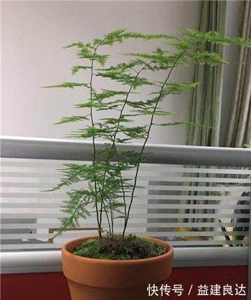 黄叶|家里的文竹稀稀拉拉，真难看，用了这1东西，发疯的长，不黄叶