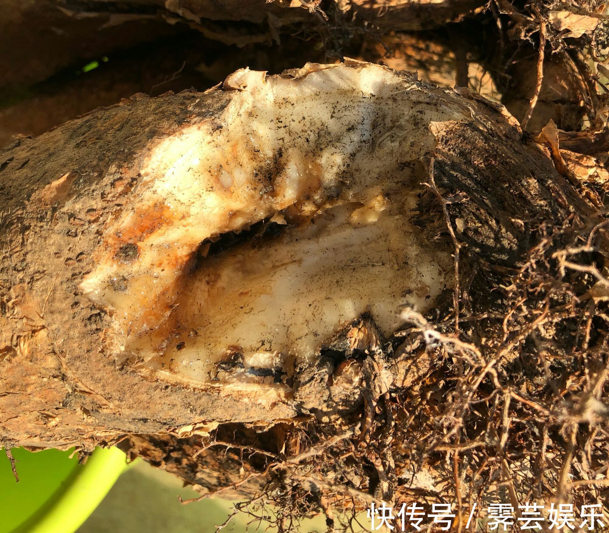 脱盆|夏季给发财树换盆到底要不要浇定根水3种换盆方式不同浇水绝招