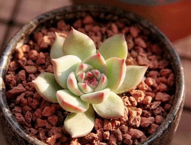 多肉吉娃娃不服盆,不出锦,株形似松散似白菜,怎么养护