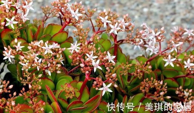 花友|想让玉树开“琼花”,秋天就要努力了,错过时机要等一年