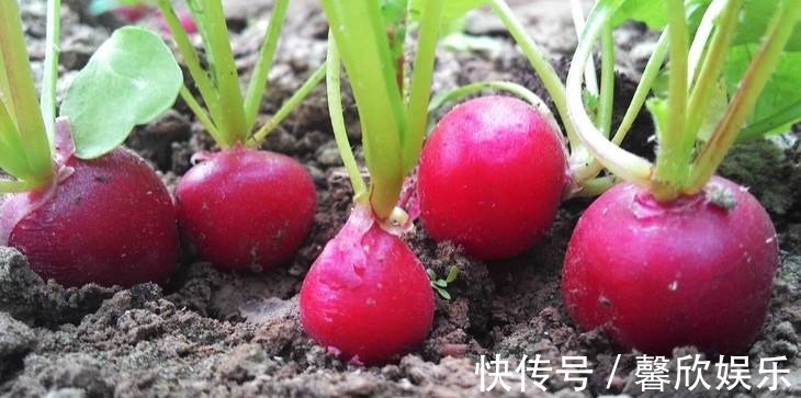 大小像“葡萄”一样的萝卜,种在花盆里,养30天就能摘一篮子