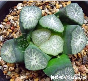 多肉|5种漂亮多肉，寓意美好，生机勃勃，是家庭盆栽佳品！
