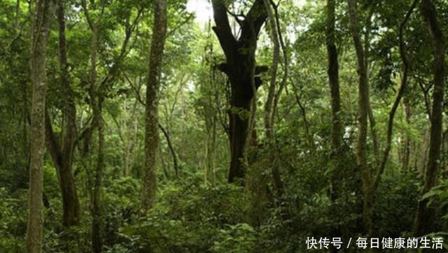 遗骸|时隔70年后，二战飞行员遗骸在原始森林被发现，场面惨烈