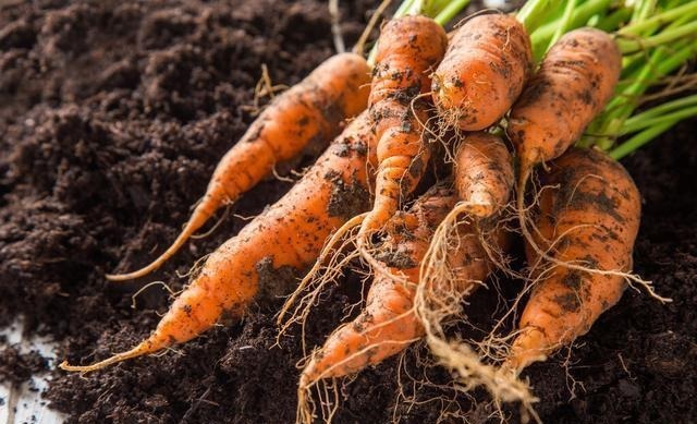 买胡萝卜,到底选带泥的还是不带泥的?菜贩:这种我从不给家人吃