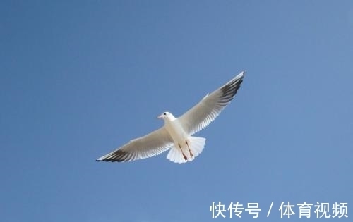 李贺&10大“狂”诗词排行榜,李白《侠客行》仅第三,前两名分别是谁?