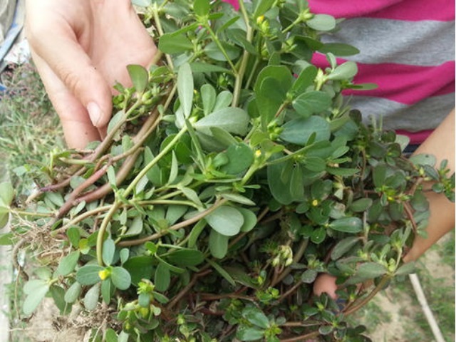 祛痘|马齿苋捣烂外敷在脸上、身上,能治多种难缠疾病,用过的都说好