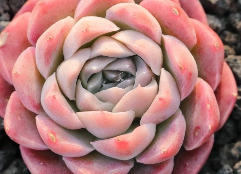 多肉最适合懒人去养,不用搭理它,丢在露台上,照样长得好