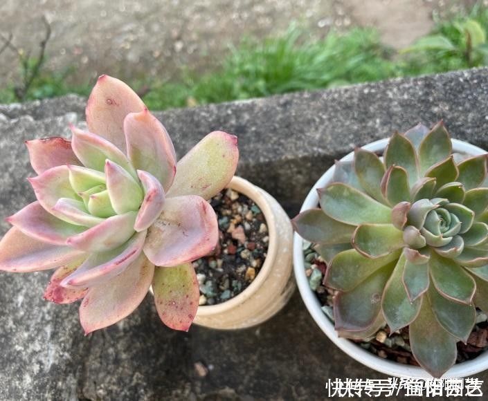 肉肉|从0开始养多肉,肉肉买回家,按照这套方式来养,死亡率最低