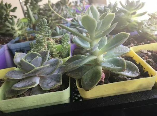 多肉徒长、叶片又肥又大该怎么解决2步操作,让它过夏就变美