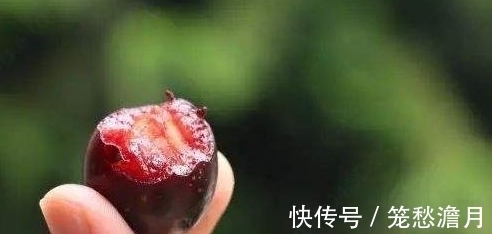 腰腿|农村一种野果,长得像葡萄,营养价值比葡萄高不少,能消食理气