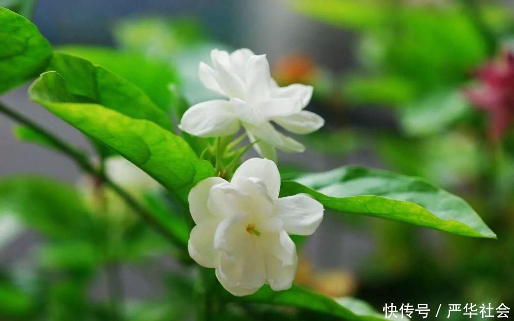 旺期|养茉莉花，记住这几点，让其枝繁叶茂，花开一茬接一茬