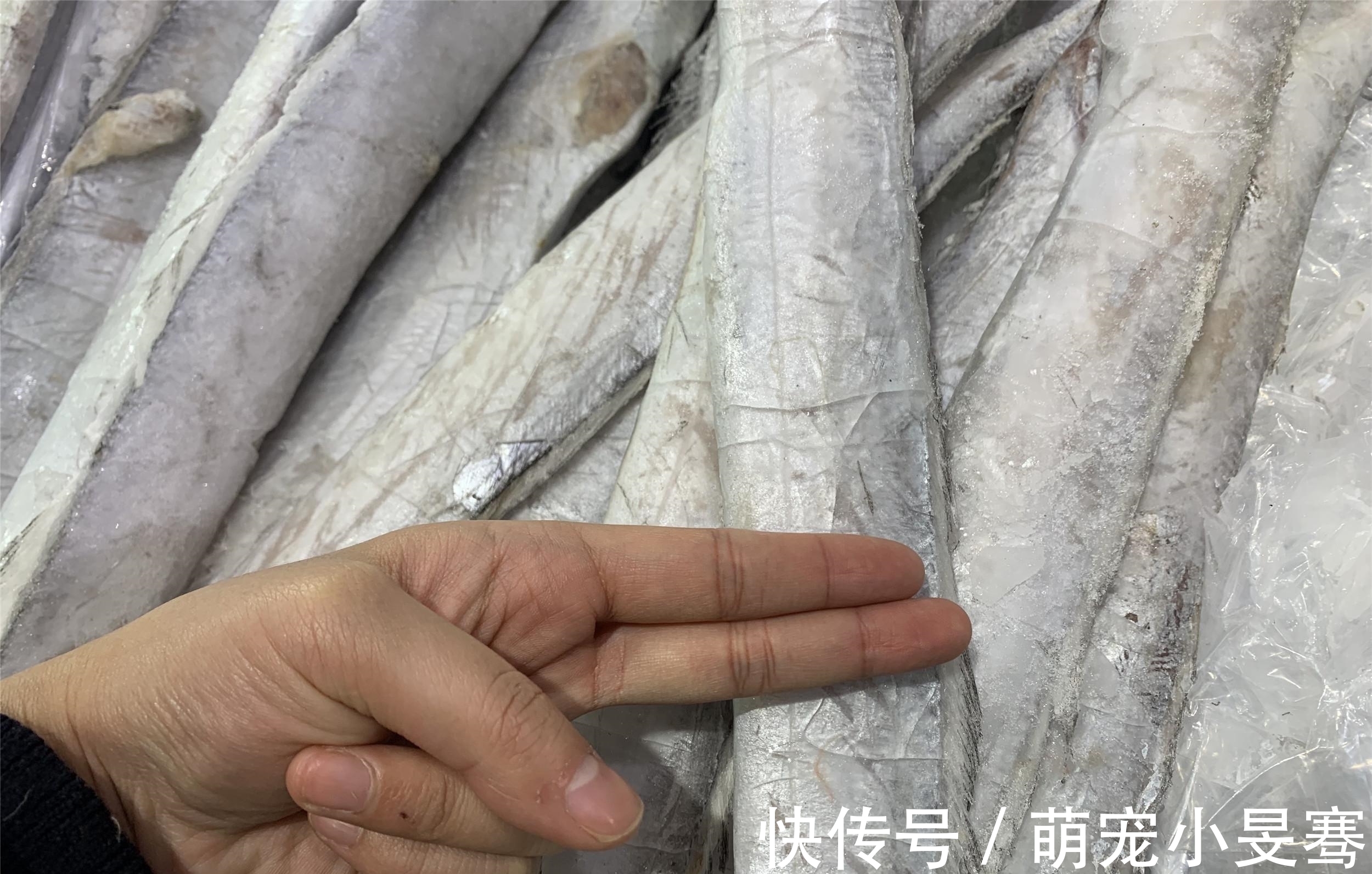 买带鱼时,记住选择“三小一厚”,条条细嫩鲜美,鱼腥味小