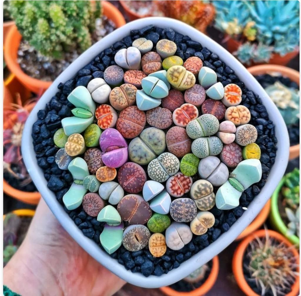 美丽的多肉植物美丽多彩的就像是来自另一个星球的产物