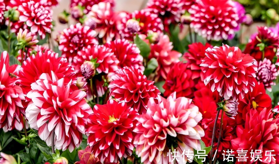 此花花艳胜似牡丹,花期比拟茶花,是比较受欢迎的花卉