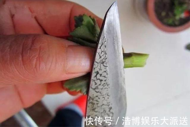 盆景|教你1招,让“长寿花”秒变老桩,开花越来越多,养好能做盆景