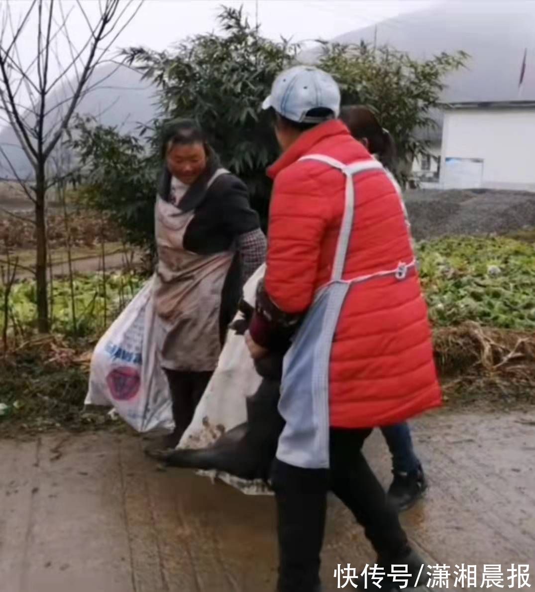 云南|娃读书好，奖励一头小猪崽！云南山村小学新年奖励被网友爆赞