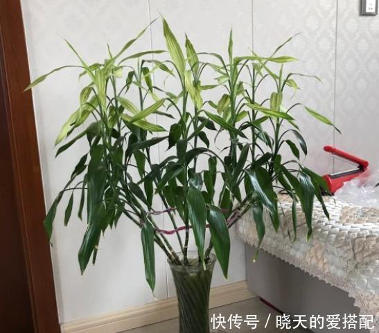温度|现在逛花市5种花不要买,虽然很漂亮,但是养活难度大,白花钱