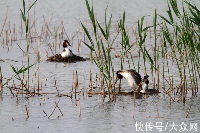 马踏湖|马踏湖生态保护区：湖水湖鱼生态湖泊 芦苇荷花鸟的天堂