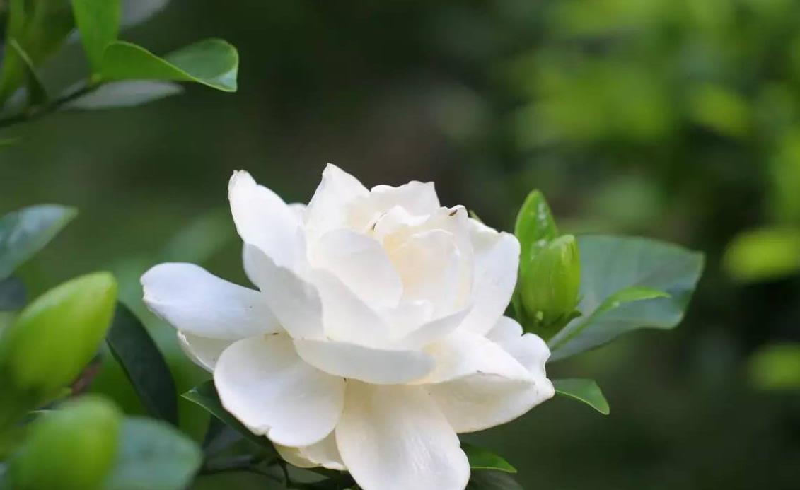 液态肥|栀子花不开花？做好几件事，满盆都是小白花