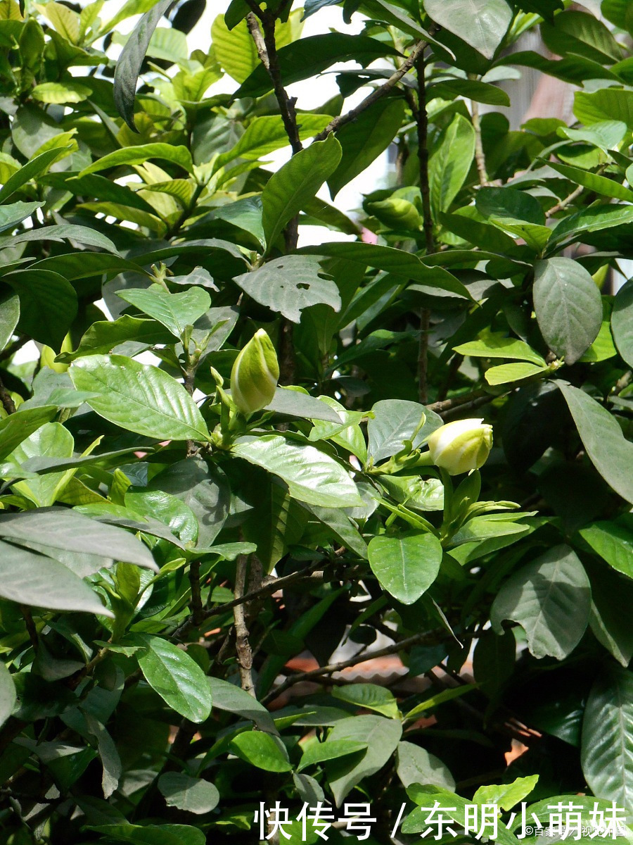 想养好杜鹃、茶花、栀子花,请用两种东西来调节,咋养咋好