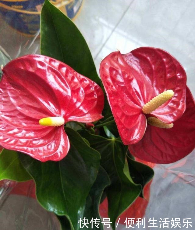 4种花能开一整年,只养一盆就够了,天天有花看!