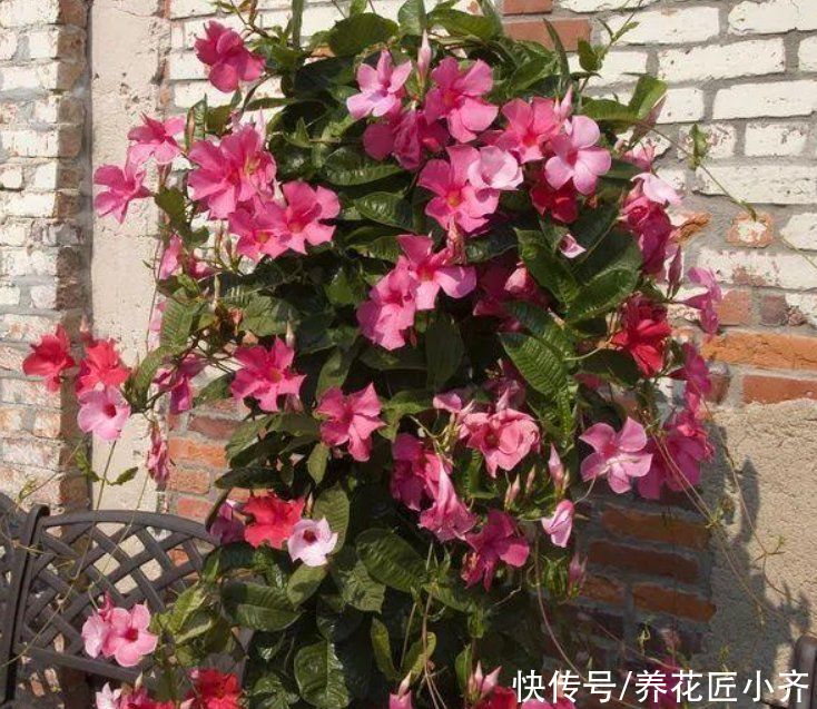 这些网红花，花商告诉你它好养，开花美，从来不提它“有毒”