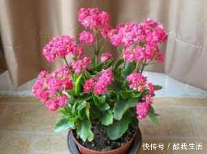 养花人都不喜欢的北阳台，夏天是块“宝”，养这些花草太好了