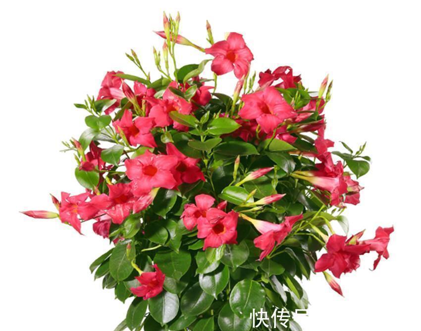 花朵|三种花比杜鹃好看，比绿萝好养，比桂花还香，谁见了不心动