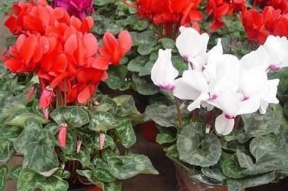 马儿|5种常见的盆栽,家里种植尽量少浇水,不然养的不尽人意