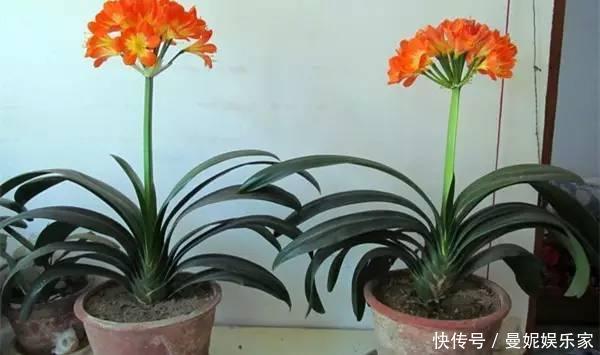 养花|家里君子兰不开花，学会这几种，花苞蹭蹭长