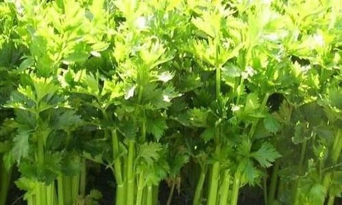 排便|便秘的人谨记常吃6种食物,润肠通便,排便又快又顺畅