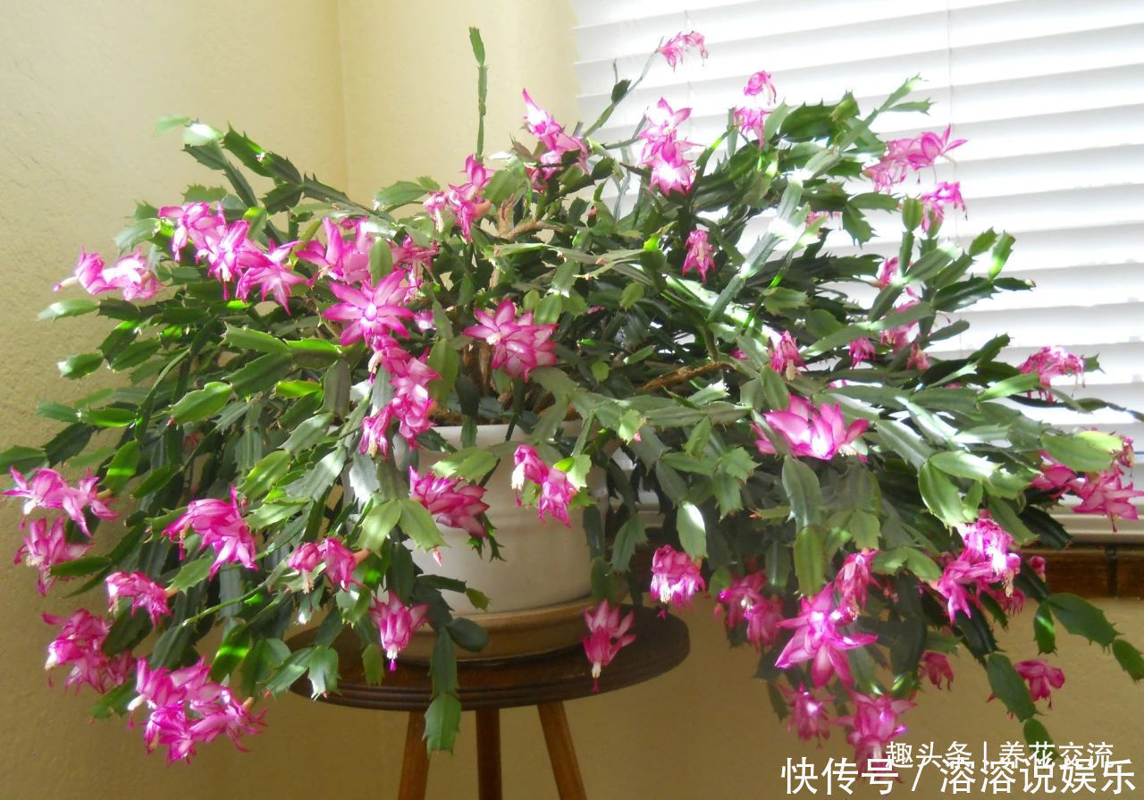 花盆|养盆栽蟹爪兰掌握10点就足够，看完就知道为啥叶子干瘪、不开花